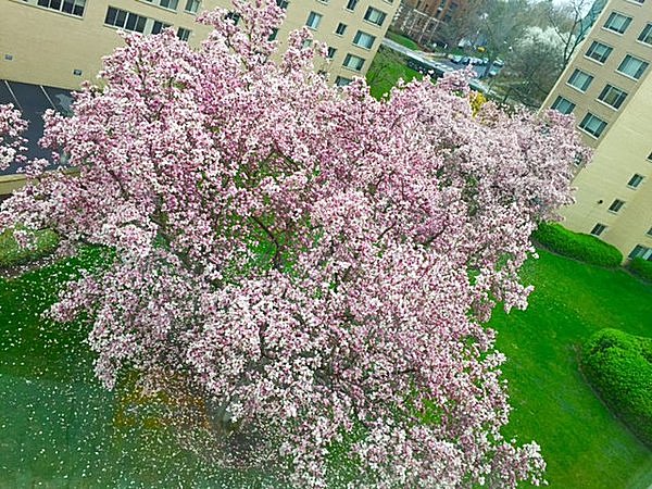 桜が満開のワシントン !! 103年前、日本から贈られた桜に秘められた物語(季節・暮らしの話題 2015年04月12日) - 日本気象協会  tenki.jp