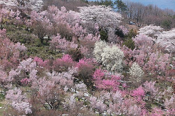 春、真っ盛り !!　ところで、「梅」、「桃」、「桜」の見分け方、わかりますか？