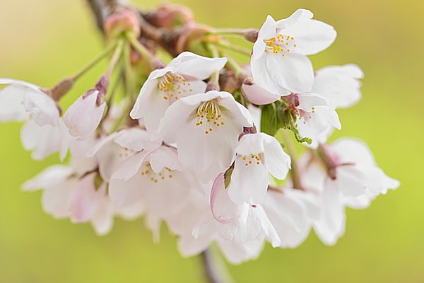 「桜」の花びらは先が割れている。花柄が長いのが特徴。