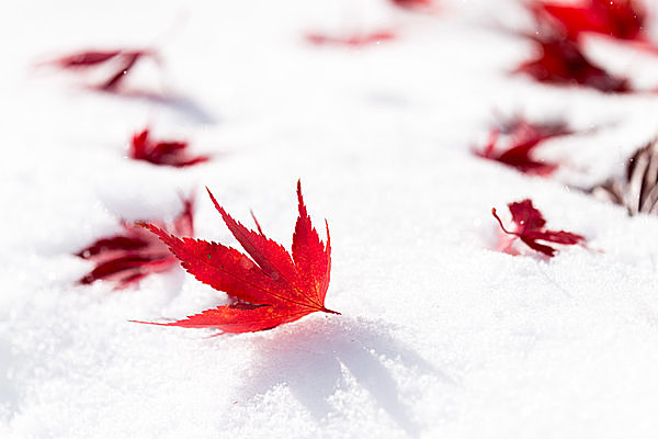 都心でも初雪予報？暖かくして過ごしましょう