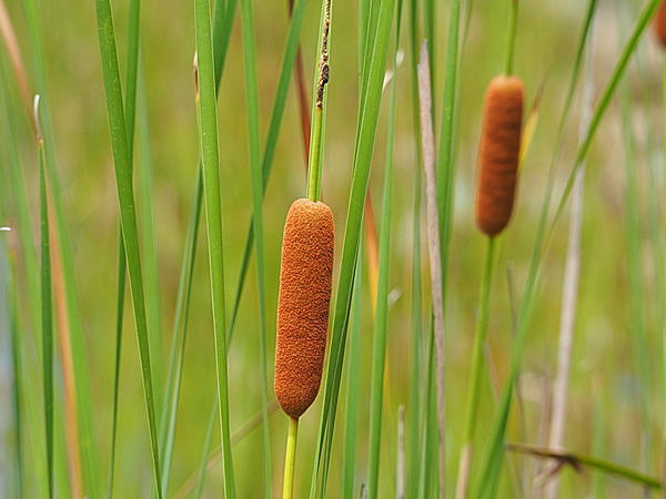 「蒲の穂」が「かまぼこ」に