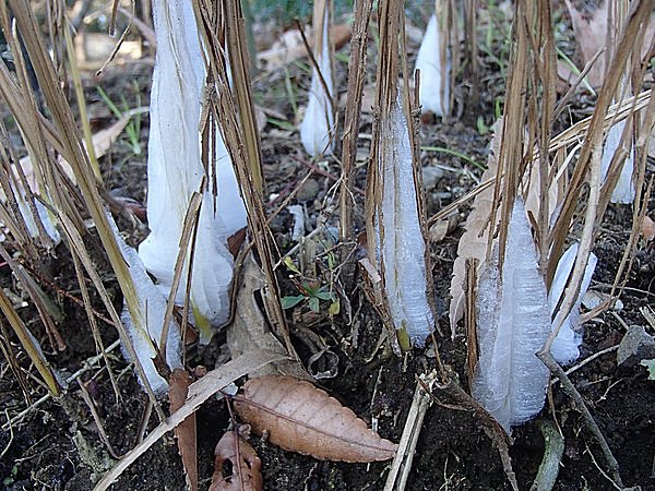 氷の花が咲くシモバシラもあるんです