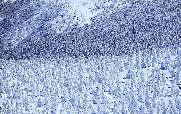 今日から52日限定 スノーモンスター 樹氷 が幻想的にライトアップ Tenki Jpサプリ 16年12月23日 日本気象協会 Tenki Jp
