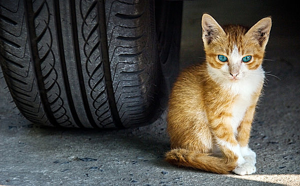 子猫なら、エンジンルームに忍び込むことが可能