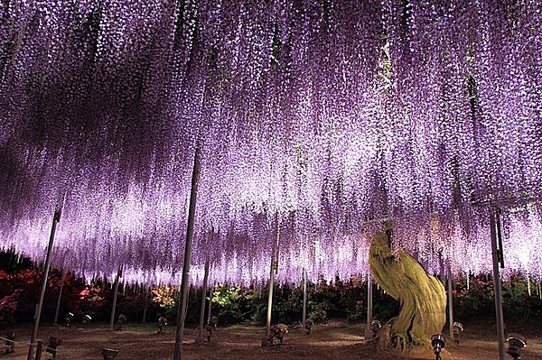 見事な「奇蹟の大藤」