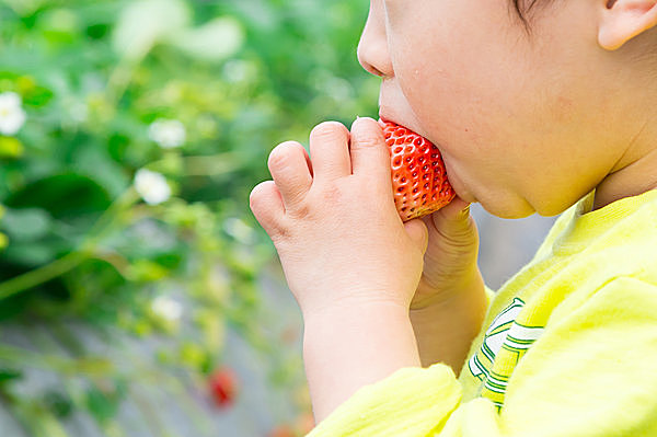 美味しいイチゴが1時間食べ放題！