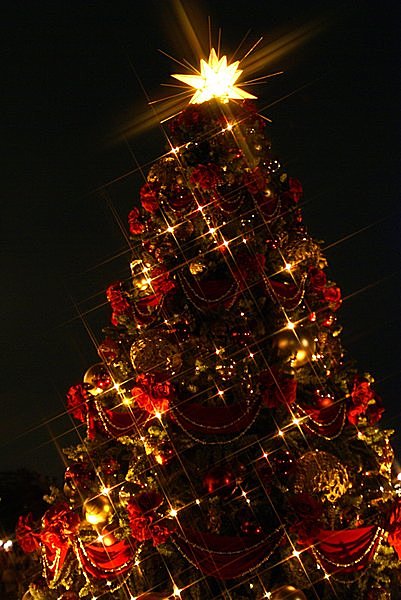 クリスマスツリーを飾る「ベツレヘムの星」をめぐる物語(季節・暮らし