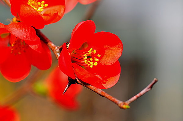 寒中にも咲く花、「寒木瓜」の可愛い姿もちらほらと