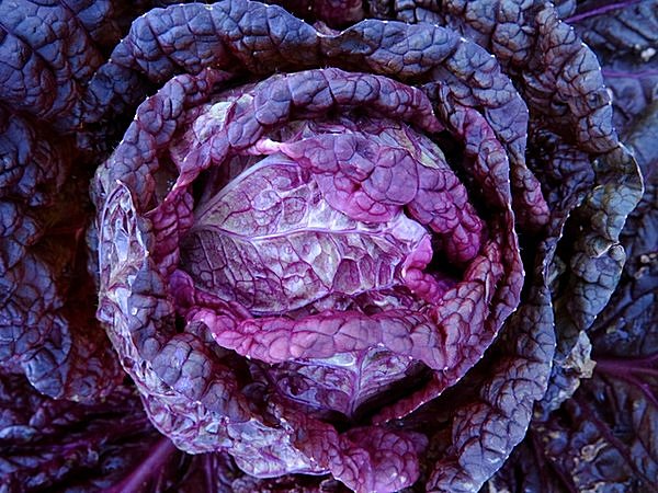 紫白菜はアントシアニンが豊富。漬物やサラダの生食でいただくのがおすすめ
