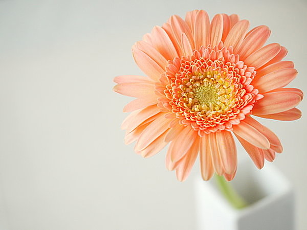 ありがとうの日 感謝 の花言葉をもつ花を知ってますか 季節 暮らしの話題 17年03月09日 日本気象協会 Tenki Jp