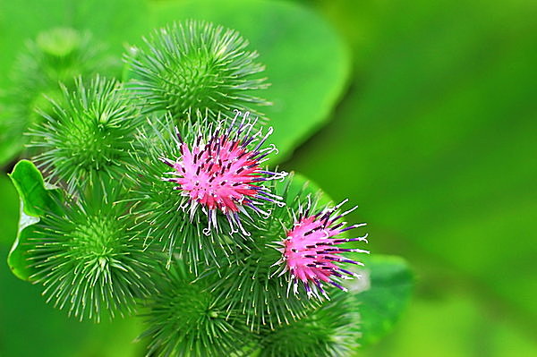 キク科の「ごぼう」の花は、何やら神秘的