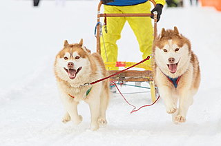 「犬ぞり」に乗ってみたい～!!　真冬のイベント特集【2017】