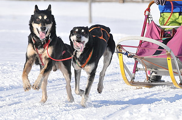 犬ぞり に乗ってみたい 真冬のイベント特集 17 Tenki Jpサプリ 17年02月05日 日本気象協会 Tenki Jp