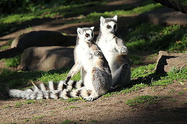 動物たちの愛嬌たっぷりの姿を間近で見られる