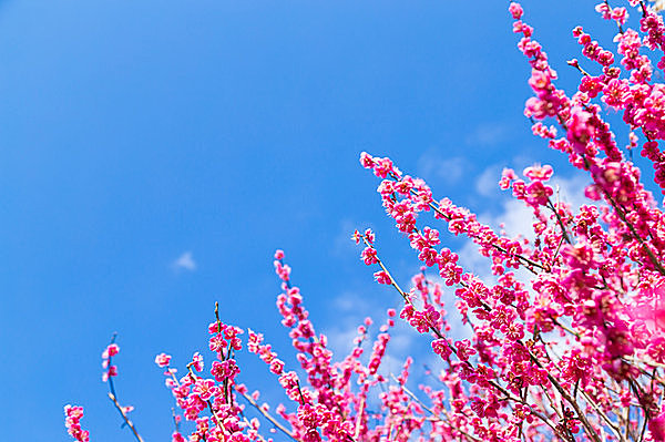 学問の神様が愛した梅の花、日本各地でこれから見頃!!