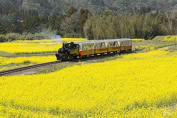 見てるだけでポカポカ気分になれる房総の春景色です