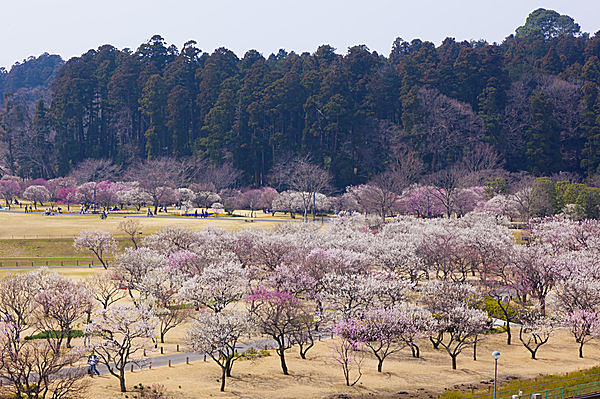 都市公園としては、ニューヨークのセントラルパークに次ぎ世界第2位の広さ！