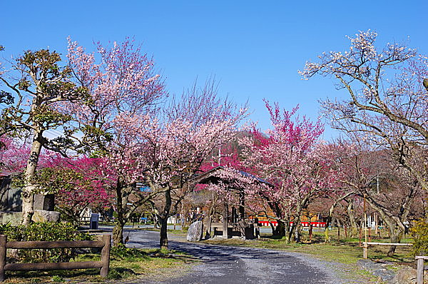 越生梅林（おごせばいりん）／埼玉県入間郡