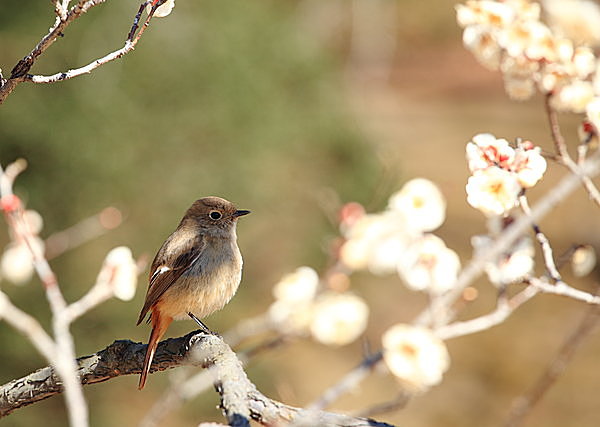 二十四節気「立春」。今年も春は着実に近づいて_画像