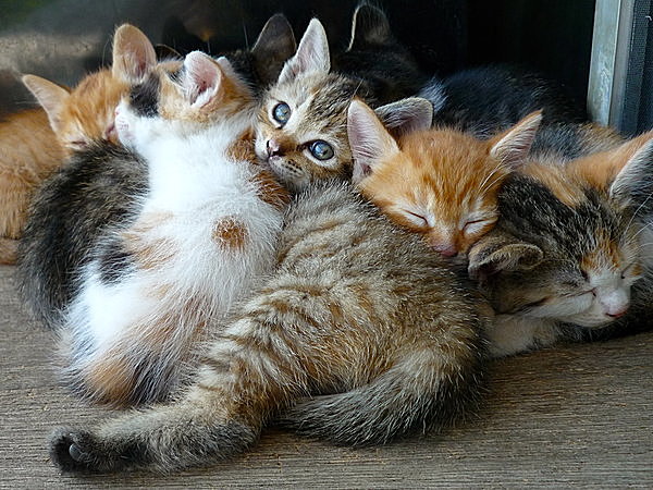 猫の繁殖能力は高い