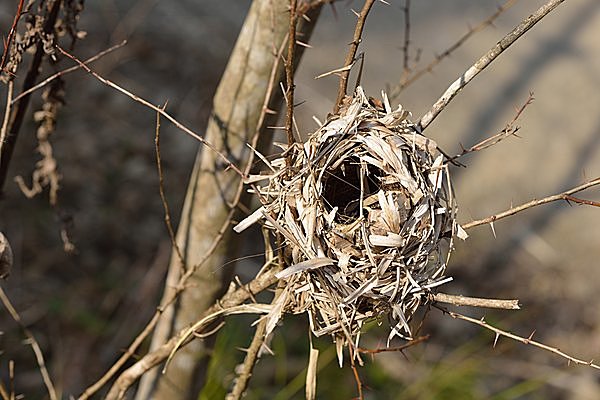 巣は子育て専用。わりとざっくりした作りです