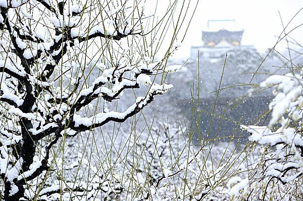 雪の残る大阪城公園の梅林