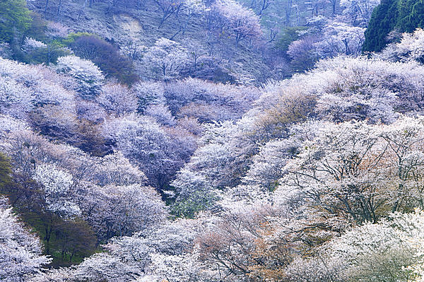 花あれば西行の日とおもふべし―俳句歳時記を楽しむ