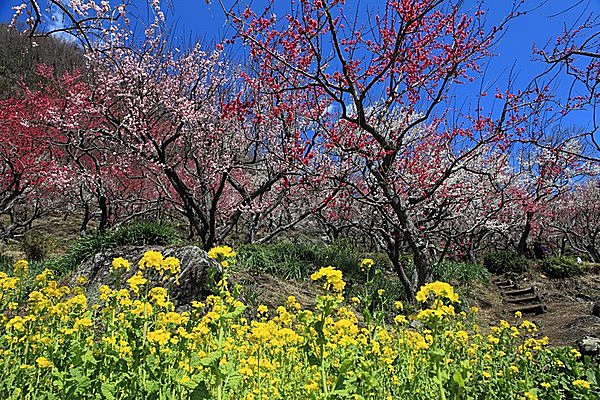梅の香りと春の山。東京近郊のたのしい梅まつり５選 ＜2017＞