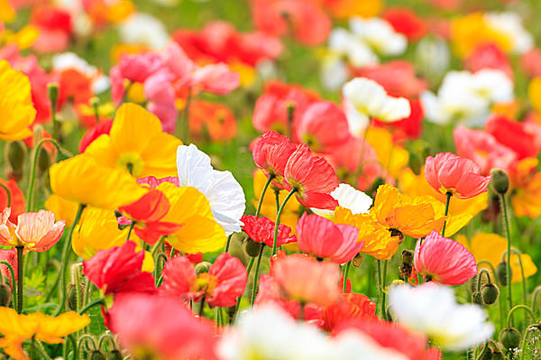レジャー特集 ひと足早く 春 の花を探しに 房総ドライブへ 17 Tenki Jpサプリ 17年03月01日 日本気象協会 Tenki Jp