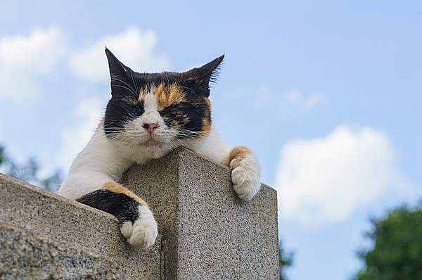 「猫の日」! 日本列島全体が当たり前に「猫の島」であるために