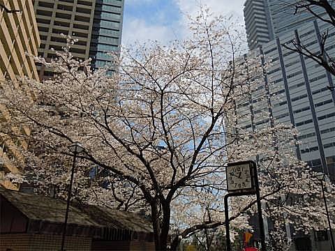 東京は今年初めて20℃を超え