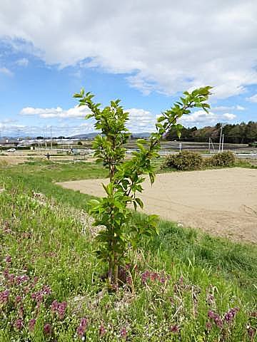 植樹から一年、桜の花が咲きました_画像