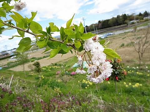 植樹から一年、桜の花が咲きました_画像