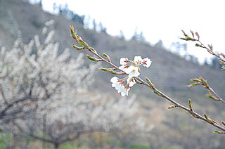 崖の下にも3年、ついにソメイヨシノも花を咲かせました