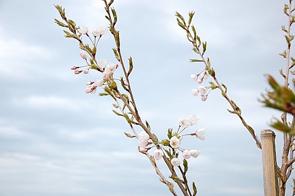 見事に咲いたソメイヨシノの花