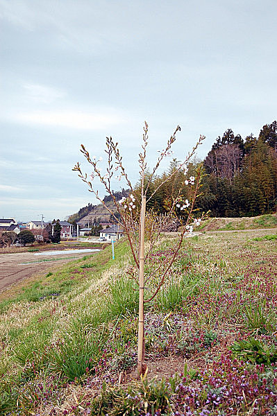 ソメイヨシノの木全景