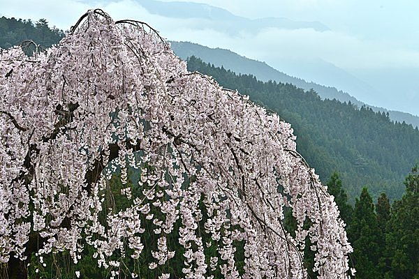 特集｜【四国の桜の名所】桜の満開時季に合わせて、花見の計画を立ててみませんか？