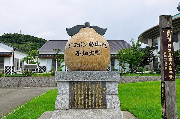 熊本県の不知火町で本格的な栽培が始まりました