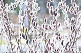 光の春が猫にもたらすものとは? 七十二候・草木萠動(そうもくめばえいずる)