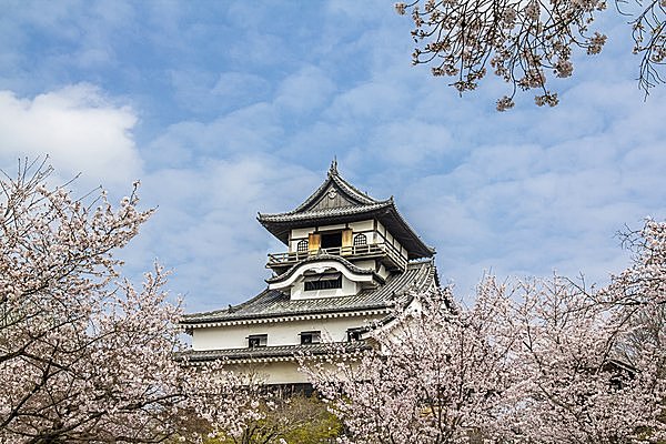 特集｜【東海の桜の名所】お城や棚田、チューリップとともに楽しむお花見はいかがですか？