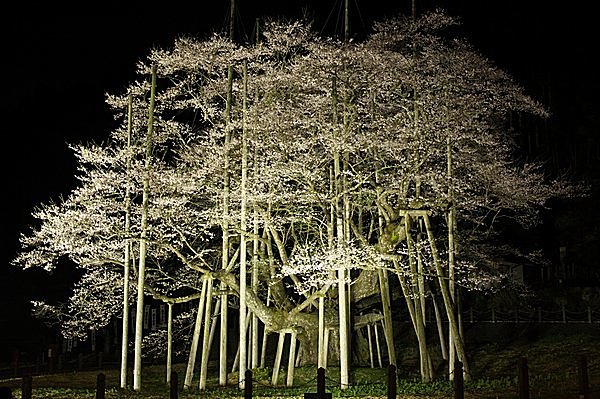 福島県の三春滝桜・山梨県の山高神代桜とともに「日本三大桜」の根尾谷淡墨ザクラ