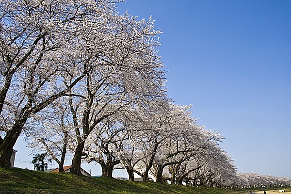 足羽川の桜並木