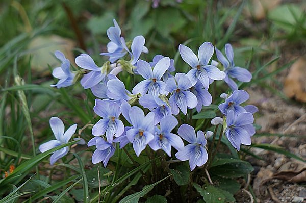 仲春の陽気に誘われて、菫の花も咲きだして