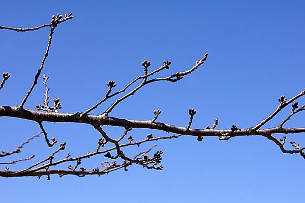 仲春の陽気に誘われて、春色スイーツでほっこり