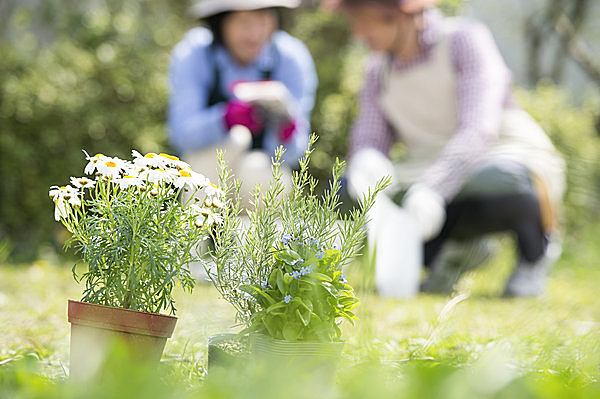 ガーデニングに絶好のシーズン 春の草花を植えて楽しもう Tenki Jpサプリ 17年03月23日 日本気象協会 Tenki Jp