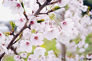 雨にも風にも負けず　復興記念桜花開く