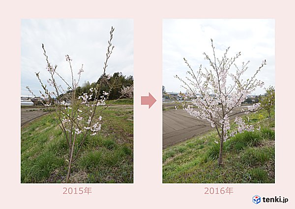 1年間のソメイヨシノ生長記録（左：2015年4月15日、右：2016年4月17日）