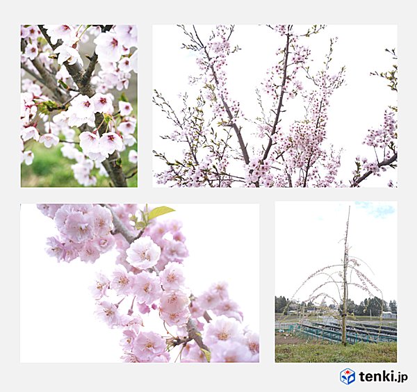 東松島の復興記念桜のようす（上：ソメイヨシノ、下：シダレザクラ）（2016年4月17日）