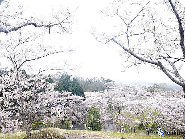 『千本桜』と称される桜の名所・東松島市滝山公園の桜（2016年4月17日）