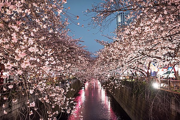 特集｜【東京の桜の名所】お仕事帰りにも！夜桜のライトアップを楽しもう